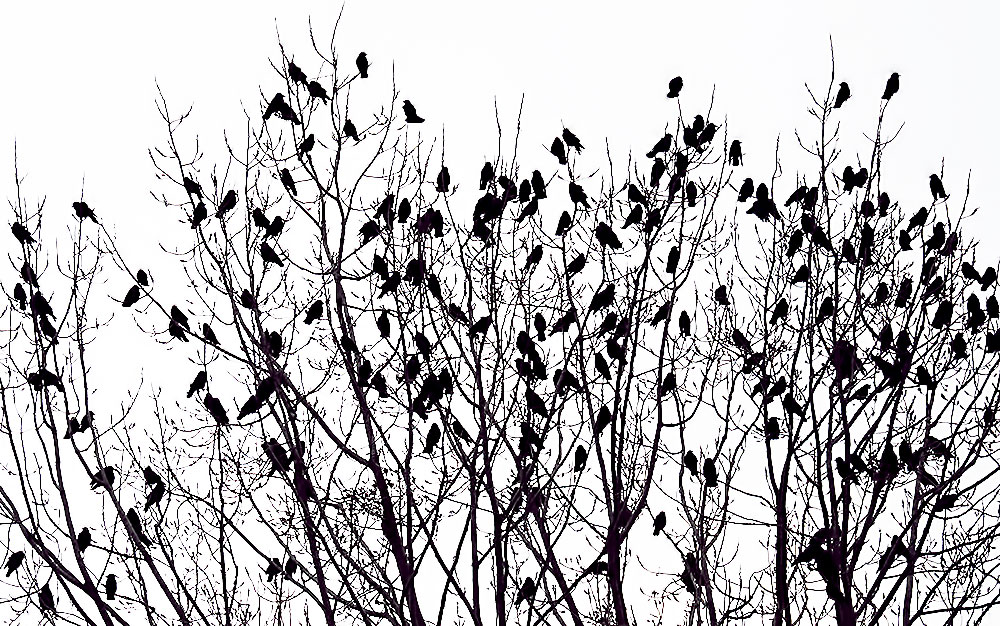 jackdaws